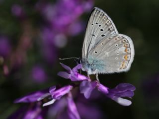 okgzl Byk Turanmavisi (Polyommatus myrrha)
