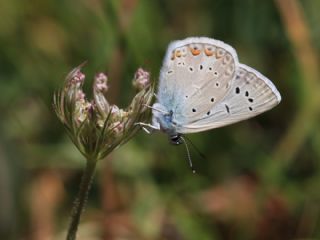 okgzl Byk Turanmavisi (Polyommatus myrrha)