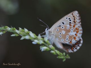 okgzl Anadolu illi Mavisi (Polyommatus ossmar)