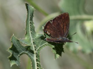 Mormeşe (Favonius quercus)