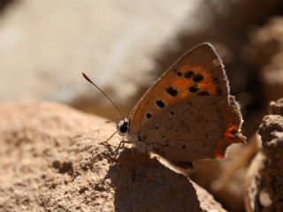 Benekli Bakr Gzeli (Lycaena phlaeas)