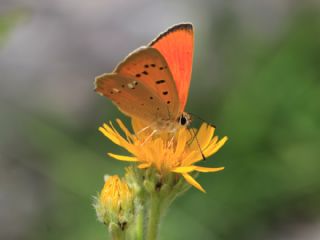 Orman Bakr Gzeli (Lycaena virgaureae)