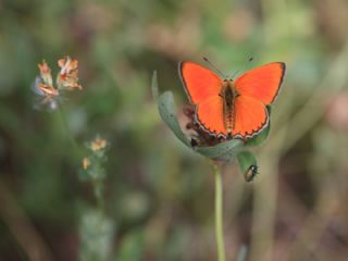 Orman Bakr Gzeli (Lycaena virgaureae)