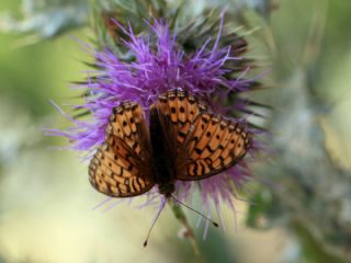 Gzel nci (Argynnis aglaja)