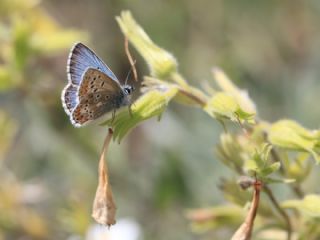 okgzl Balkan Mavisi (Aricia anteros )