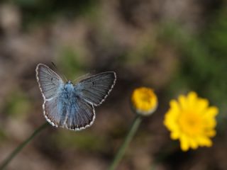 okgzl Balkan Mavisi (Aricia anteros )