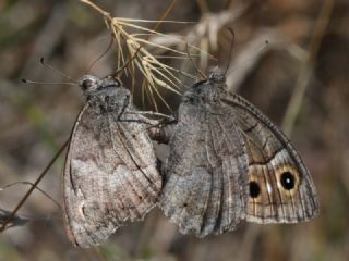 Aa Karamelei (Hipparchia statilinus)