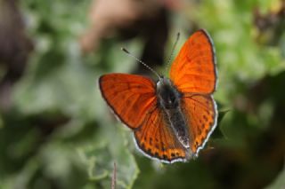 Kk Ate Gzeli (Lycaena thersamon)