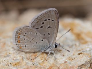 okgzl Kk Turan Mavisi (Polyommatus cornelius)