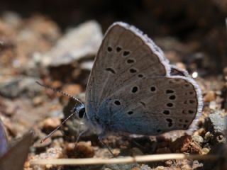 okgzl Amanda (Polyommatus amandus)