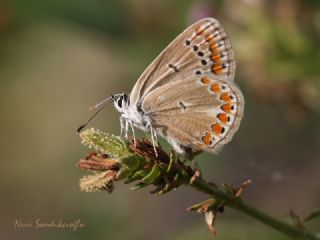 okgzl Meneke Mavisi (Polyommatus thersites)