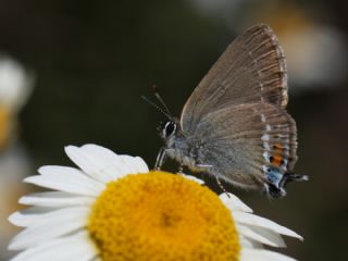 Gzel Sevbeni (Satyrium spini)