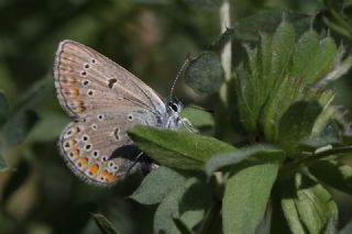 okgzl Amanda (Polyommatus amandus)