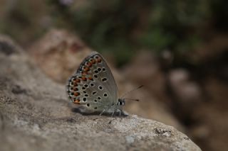 Doulu Esmergz (Plebejus carmon)