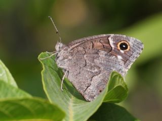 Anadolu Karamelei (Hipparchia fatua)