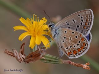 okgzl Mavi (Polyommatus icarus)