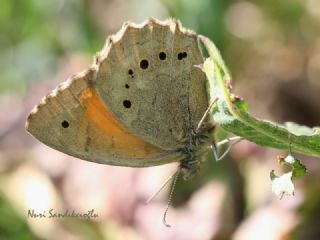 Kaya Esmeri (Kirinia clymene)