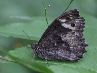 Byk Karamelek (Hipparchia syriaca)