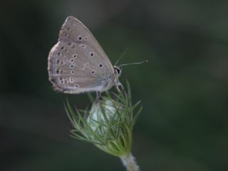 Anormal okgzl (Polyommatus admetus)