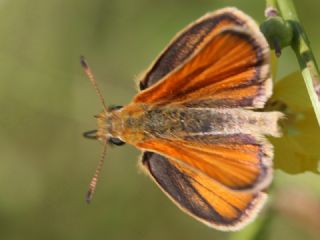 Siyah Antenli Zpzp (Thymelicus lineolus)