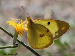 Gzel Azamet (Colias alfacariensis)