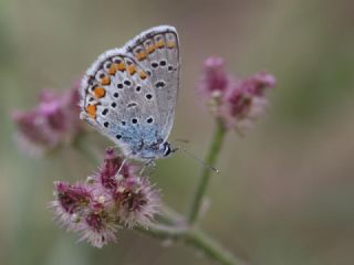 Anadolu Esmergz (Plebejus modicus)