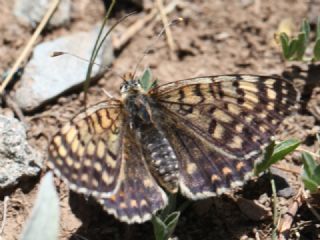 Benekli parhan (Melitaea didyma)