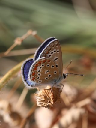 okgzl Mavi (Polyommatus icarus)