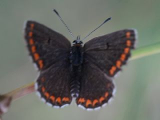 okgzl Esmer (Aricia agestis)