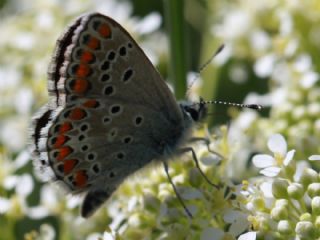 okgzl Esmer (Aricia agestis)