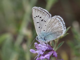 okgzl Edon Mavisi (Polyommatus aedon)