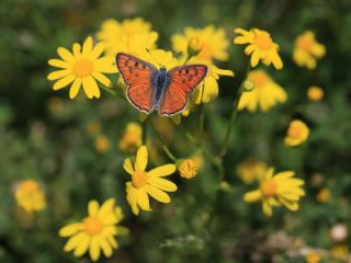 Byk Mor Bakr Gzeli (Lycaena alciphron)