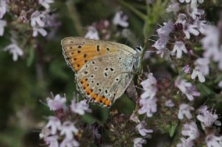 Byk Mor Bakr Gzeli (Lycaena alciphron)