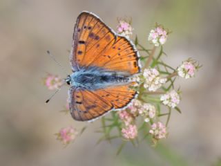 Byk Mor Bakr Gzeli (Lycaena alciphron)