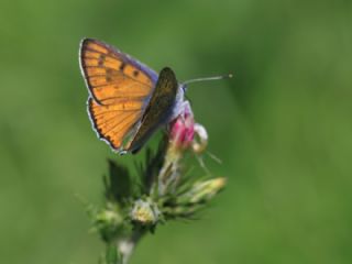 Byk Mor Bakr Gzeli (Lycaena alciphron)