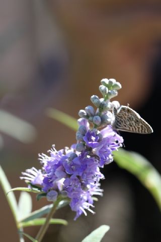 Mavi Zebra (Leptotes pirithous)