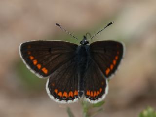 okgzl Esmer (Aricia agestis)