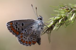 okgzl Esmer (Aricia agestis)