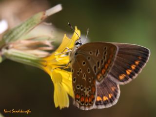 okgzl Mavi (Polyommatus icarus)