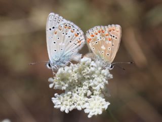 okgzl Gk Mavisi (Polyommatus bellargus)