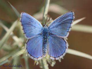 okgzl Gk Mavisi (Polyommatus bellargus)