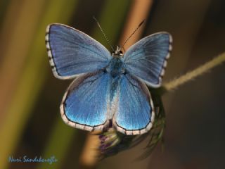 okgzl Gk Mavisi (Polyommatus bellargus)