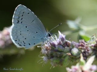 Kutsal Mavi (Celastrina argiolus)