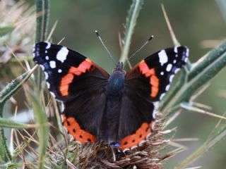 Atalanta (Vanessa atalanta)