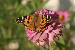 Diken Kelebei (Vanessa cardui)