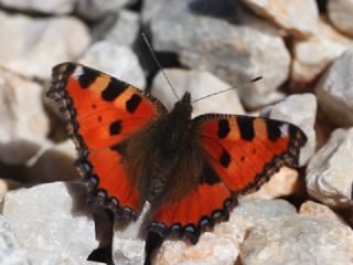 Aglais (Aglais urticae)