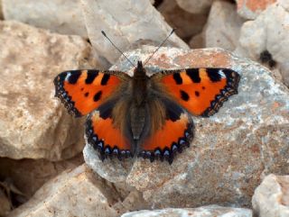 Aglais (Aglais urticae)