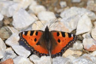 Aglais (Aglais urticae)