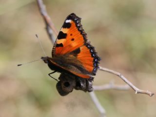 Aglais (Aglais urticae)