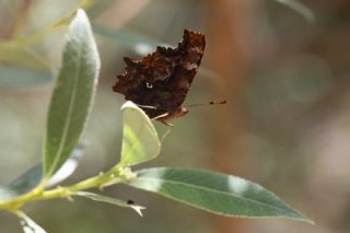 Yrtk Prtk (Polygonia c-album)